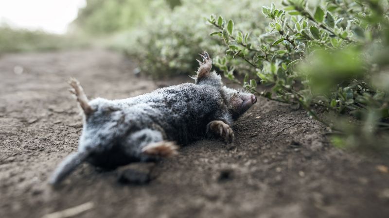 Dead Animal Removal detail